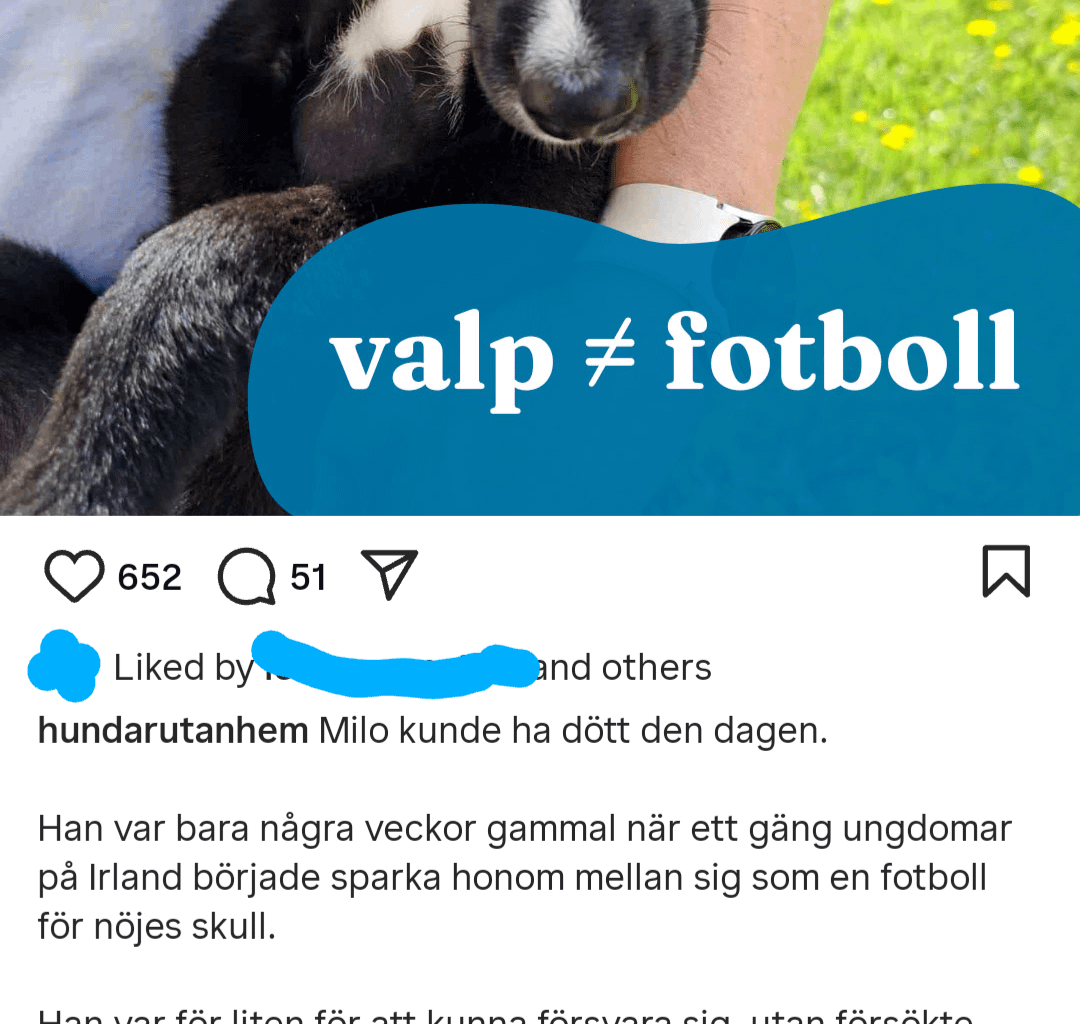 Puppy kicked around by youths in Limerick to be adopted in Sweden