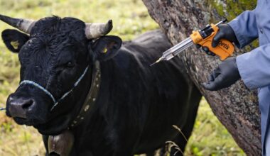 Un foyer de dermatose nodulaire touche des bovins dans l'Ain, à proximité de la Suisse - rts.ch