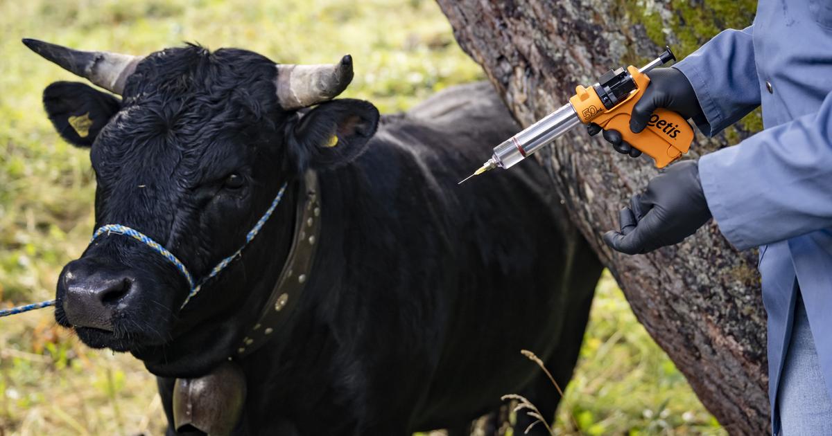 Un foyer de dermatose nodulaire touche des bovins dans l'Ain, à proximité de la Suisse - rts.ch