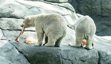 Dänemark: Zoo bittet um Haustiere als Futter für Raubtiere