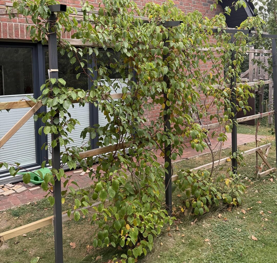 Was haben meine Kiwipflanzen?