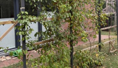 Was haben meine Kiwipflanzen?