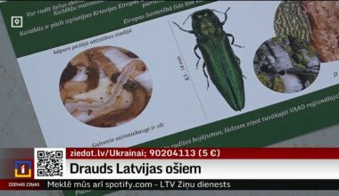 Tree-destroying beetle watch continues in Latvia / Article