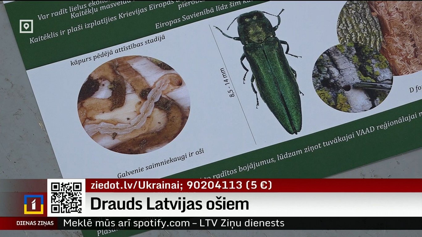Tree-destroying beetle watch continues in Latvia / Article