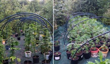Over 300 weed plants found in garden in Saldus municipality, Latvia / Article