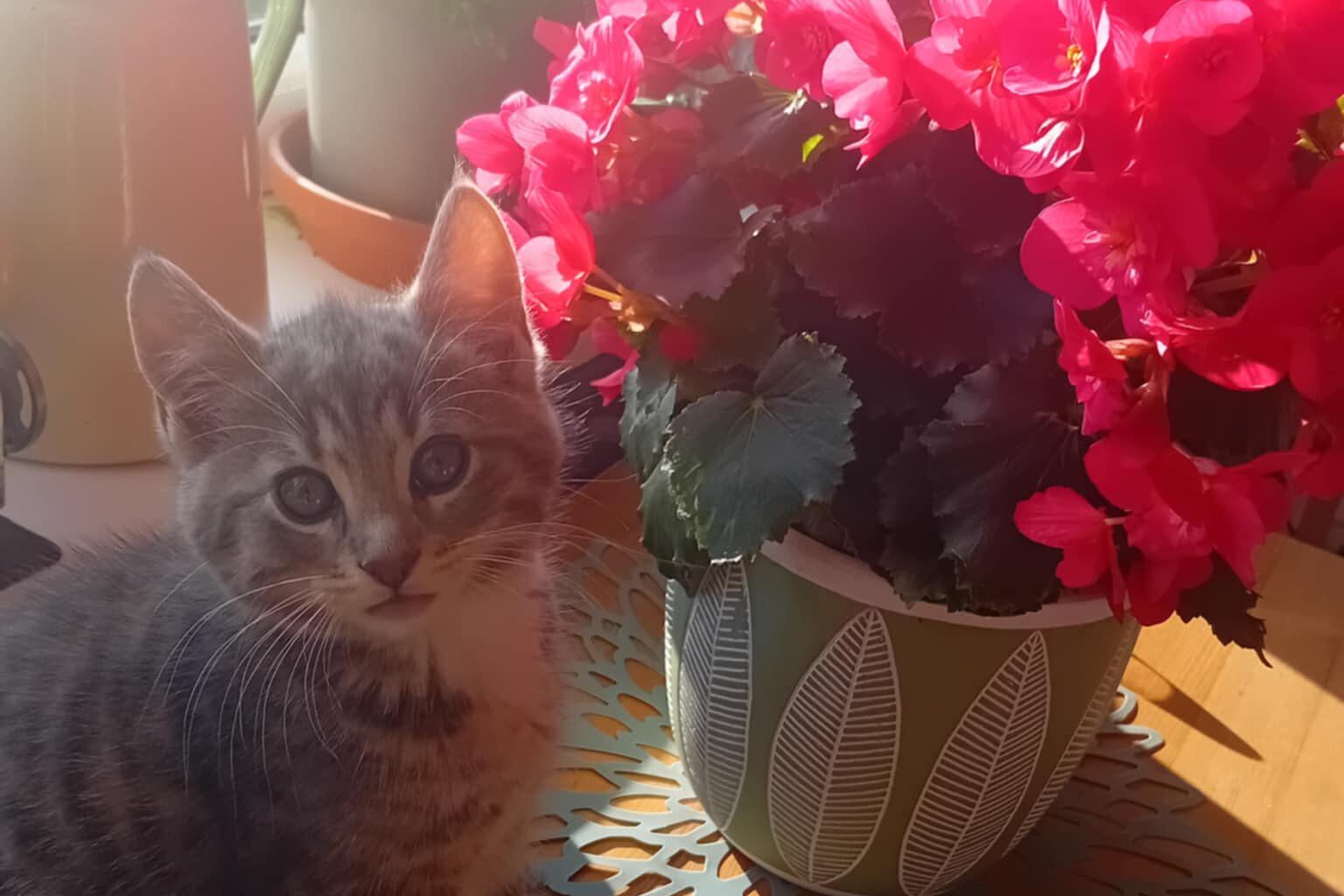 Kattnamn?