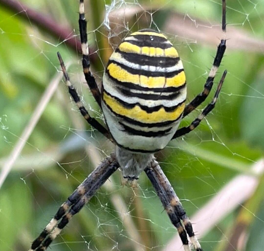 Besuch im Garten....