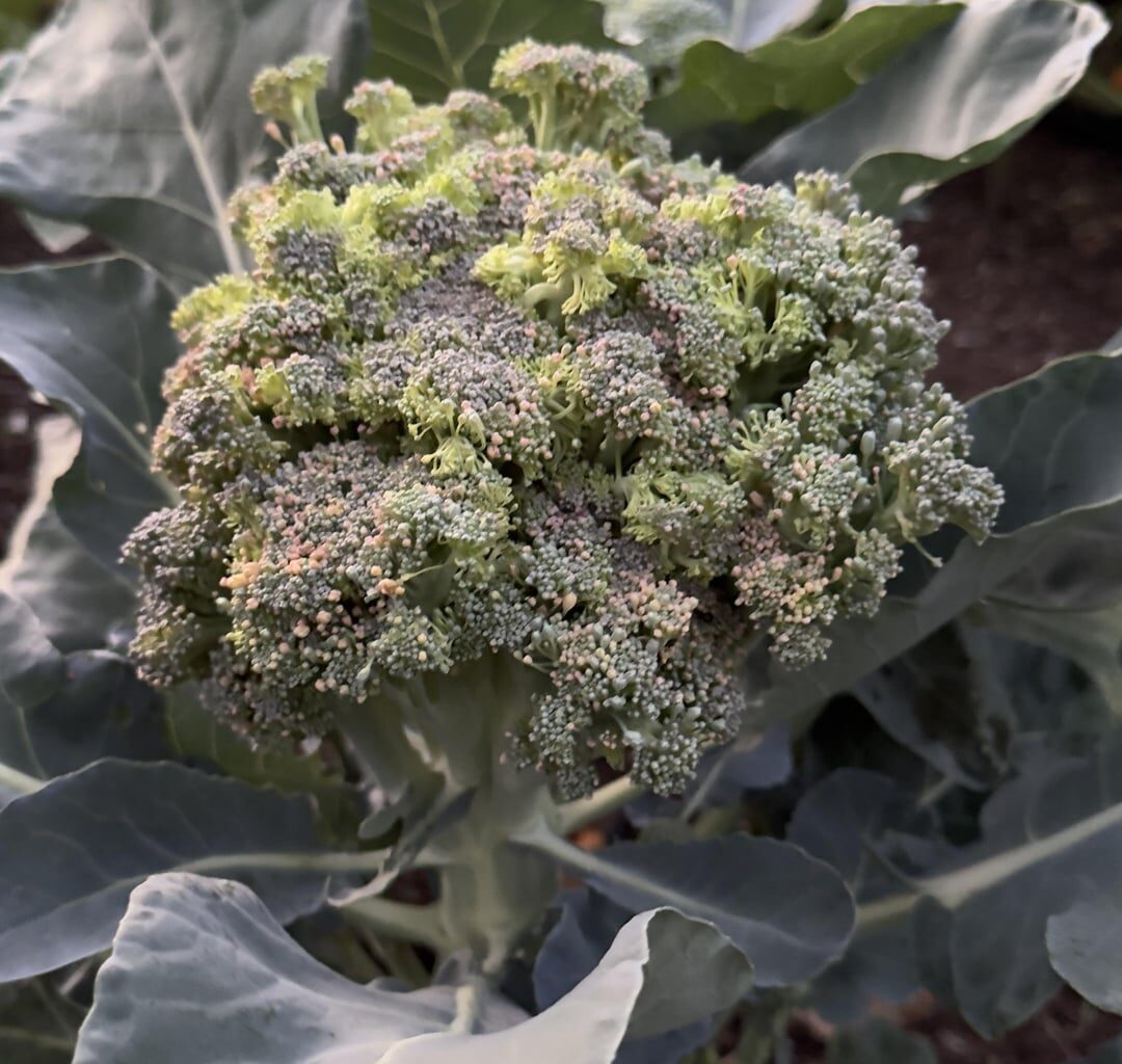 Was hat dieser Brokoli und kann man ihn noch essen?