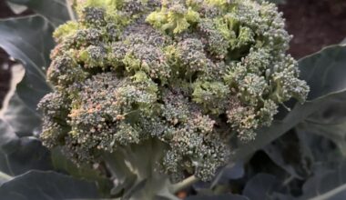 Was hat dieser Brokoli und kann man ihn noch essen?