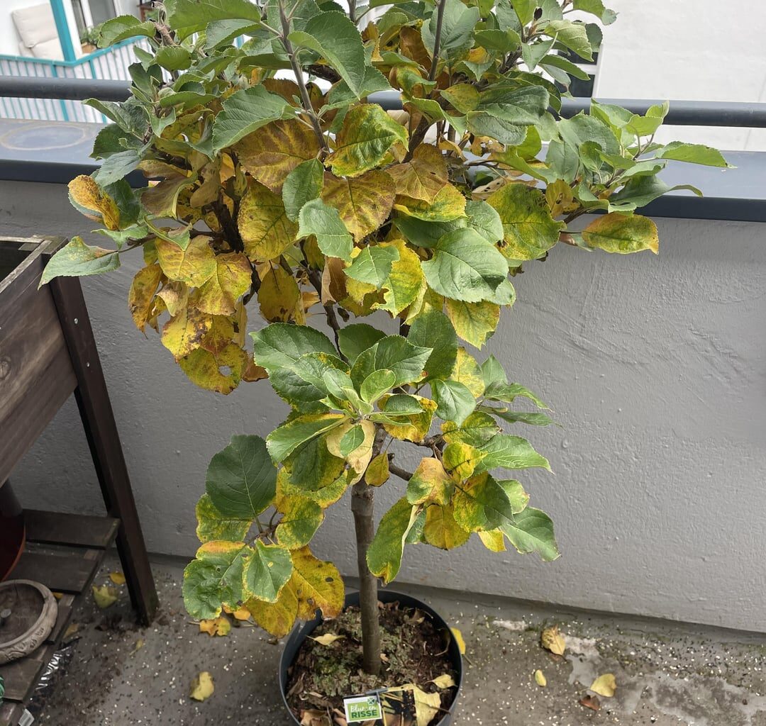 Was ist los mit meinem Apfelbaum?