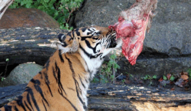 Denmark zoo asks public to donate unwanted small pets or horses to feed captive predators