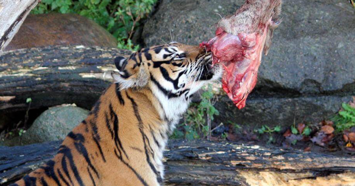 Denmark zoo asks public to donate unwanted small pets or horses to feed captive predators