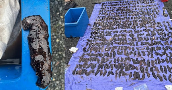 Christchurch man jailed for poaching nearly 1500 sea cucumbers