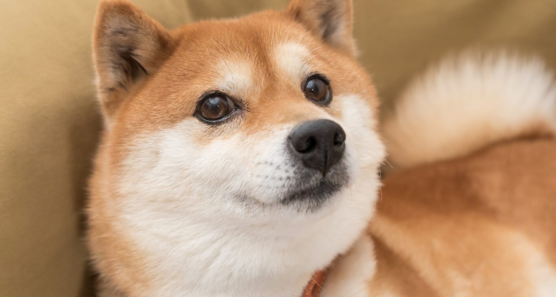 Which Cryptocurrency Is More Likely to Be a Millionaire Maker? Dogecoin vs. Solana