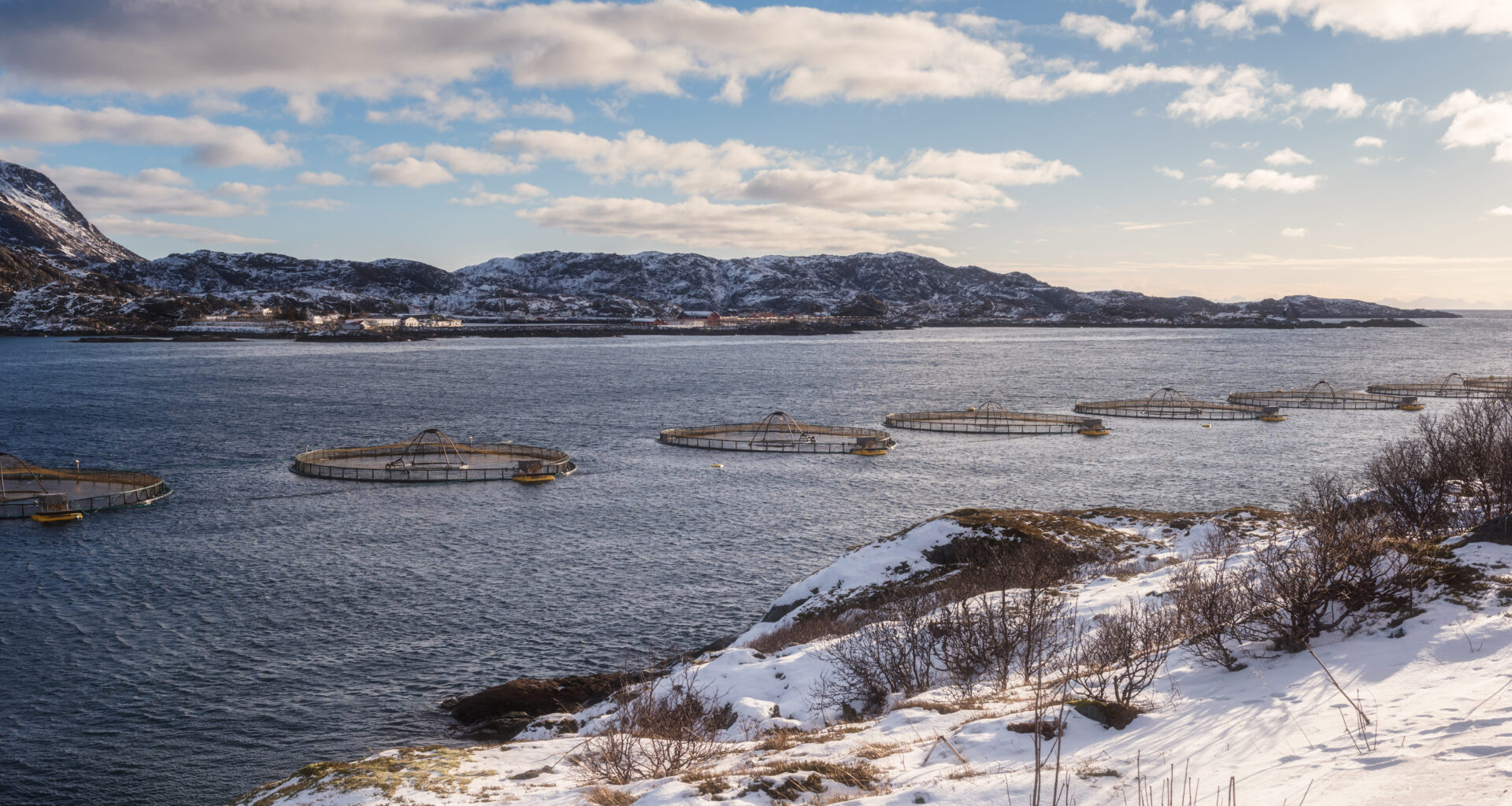 Norway salmon prices jump as European demand returns, but Chile, Scots hold steady