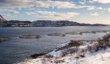 Norway salmon prices jump as European demand returns, but Chile, Scots hold steady