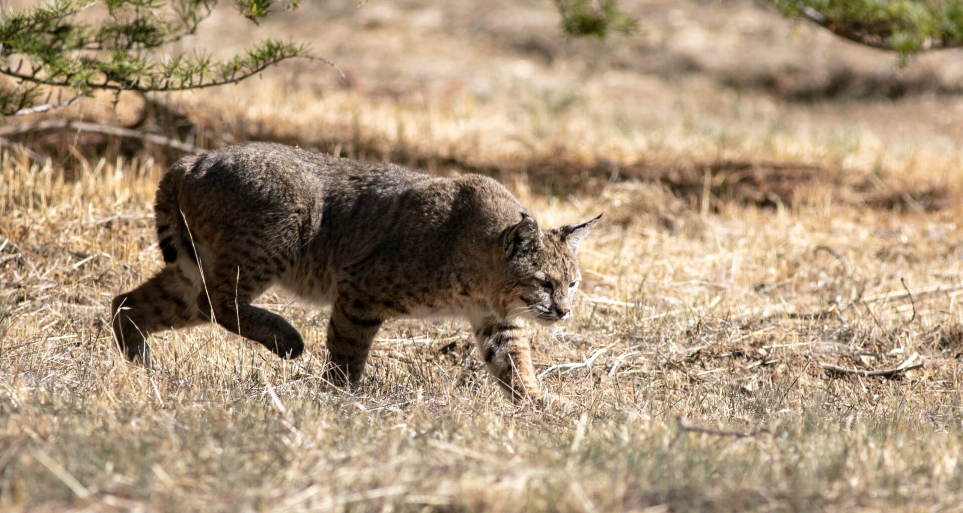 Environment Report: That Time Bobcats Dined on San Diego Zoo Animals  