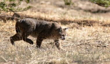 Environment Report: That Time Bobcats Dined on San Diego Zoo Animals  