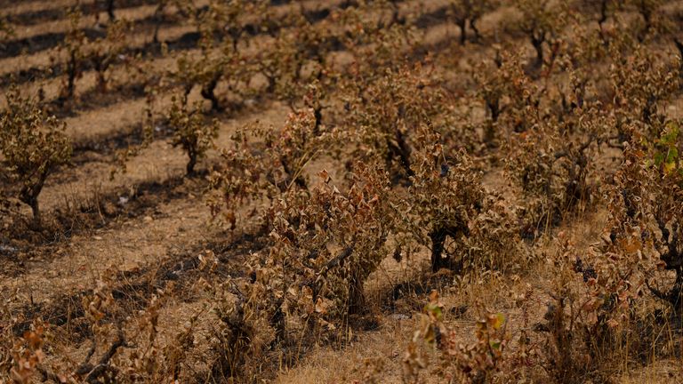 Burned grapes in Jonquieres, southern France. Pic: AP