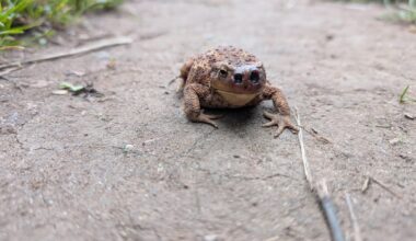 Just found this handsome boy(?) in the middle of the path and rescued them SECONDS before a cyclist came past. Anyone able to identify them?