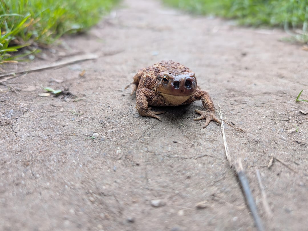 Just found this handsome boy(?) in the middle of the path and rescued them SECONDS before a cyclist came past. Anyone able to identify them?