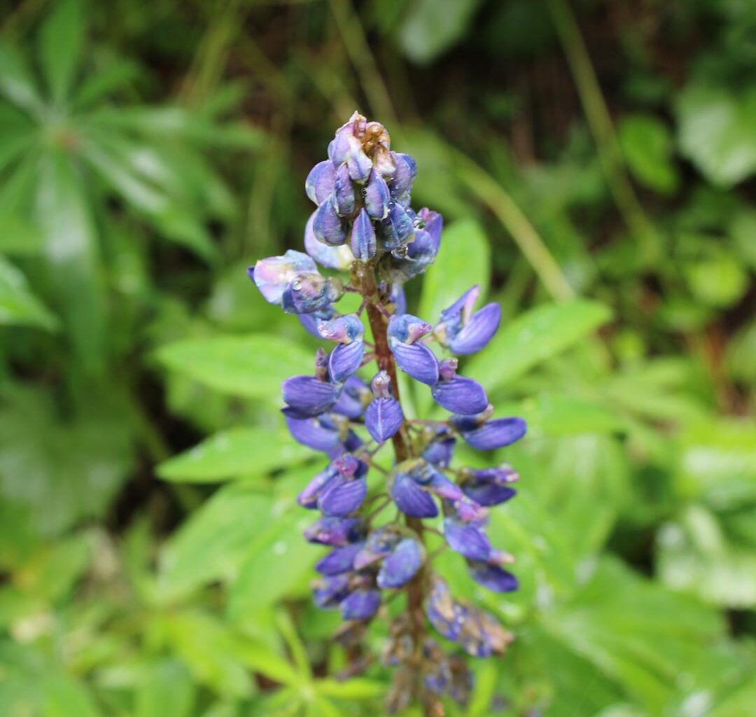 Ein paar Blumen