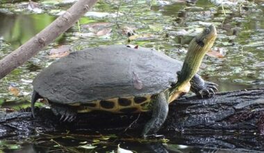 Stripe Necked turtle found on Lesvos