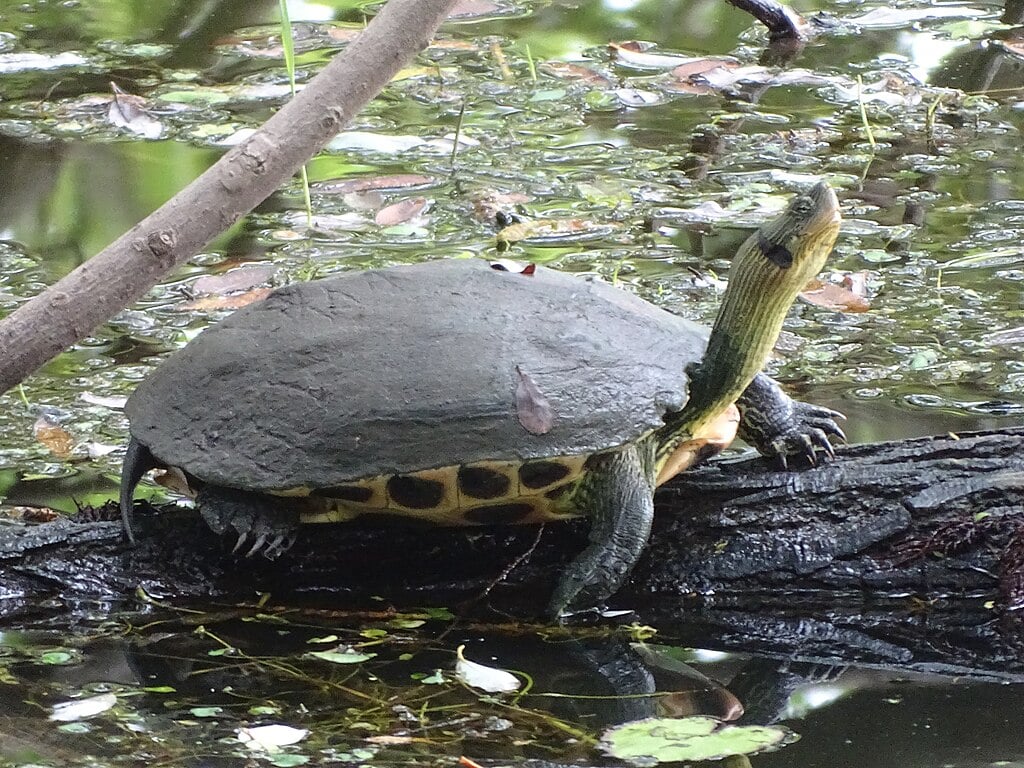 Stripe Necked turtle found on Lesvos