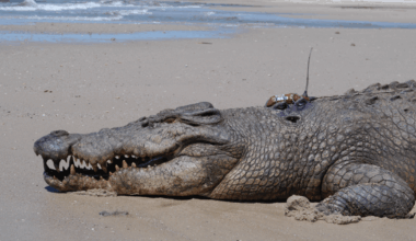 The World’s Largest Living Reptile “Surfs” Long Distances, Travelling Over 10 Kilometers On Ocean Currents