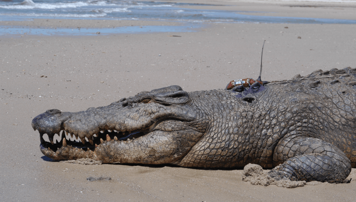 The World’s Largest Living Reptile “Surfs” Long Distances, Travelling Over 10 Kilometers On Ocean Currents
