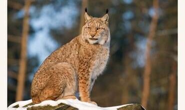 Lynx reintroduction supported in Scotland and Northern England, wildlife charity says