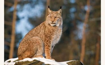 Lynx reintroduction supported in Scotland and Northern England, wildlife charity says