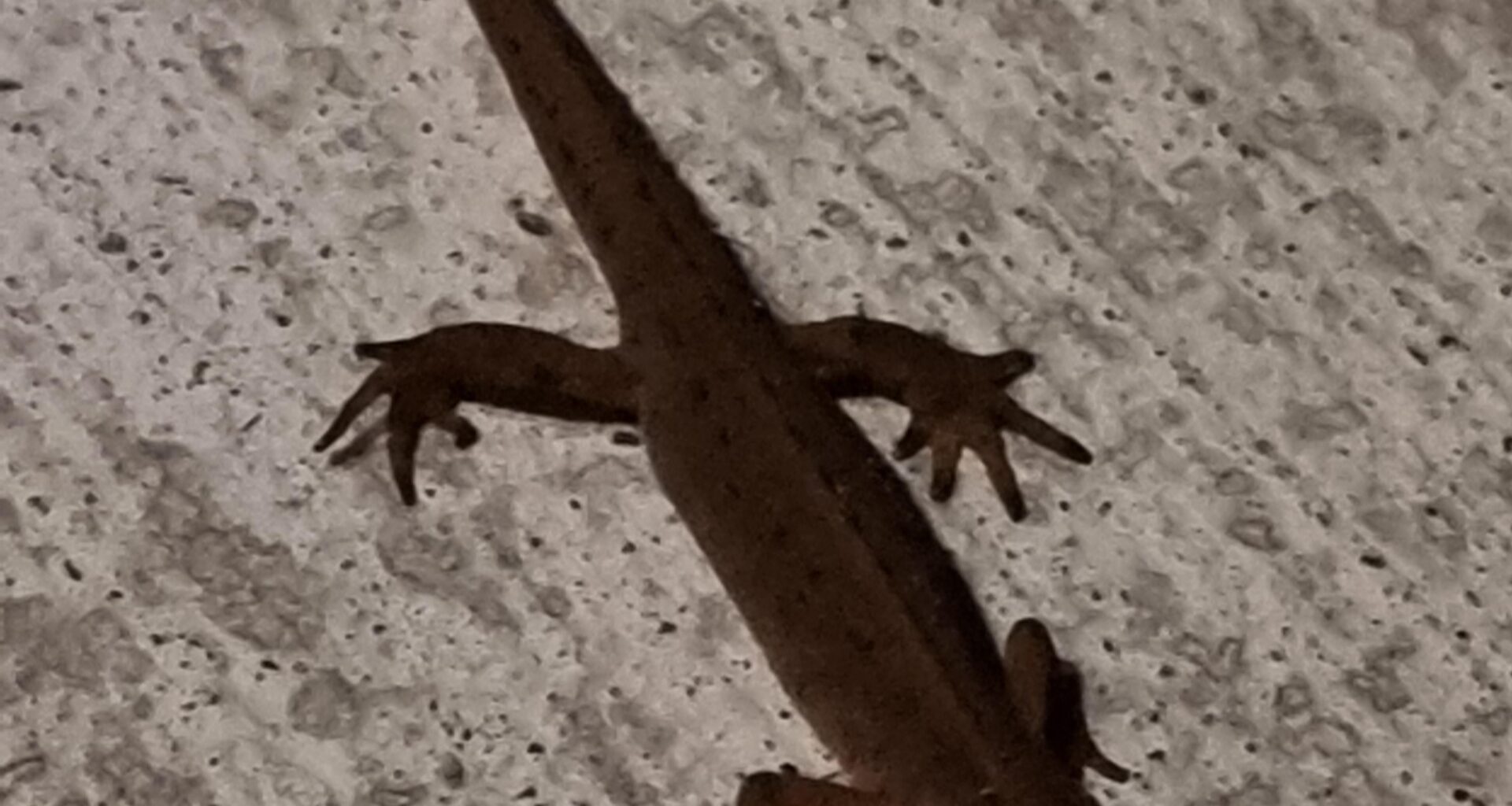Just spotted this fella at the door.