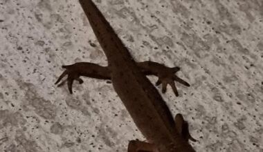 Just spotted this fella at the door.