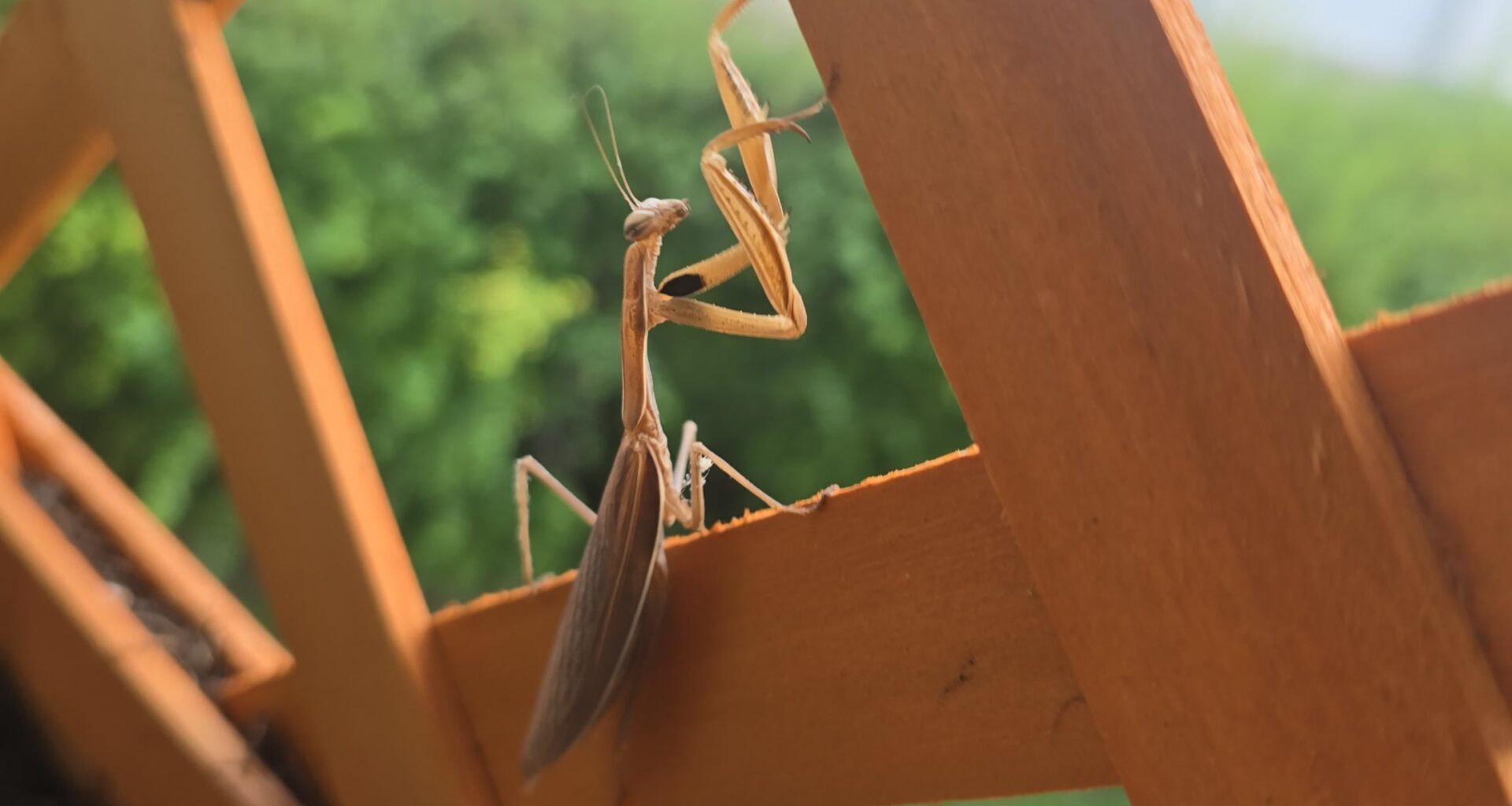 Noch eine wunderschöne Gottesanbeterin gefunden und diesmal direkt auf dem Balkon!
