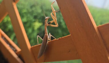 Noch eine wunderschöne Gottesanbeterin gefunden und diesmal direkt auf dem Balkon!