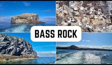 Exploring the world's largest gannet community on a boat trip to Bass Rock from North Berwick near Edinburgh