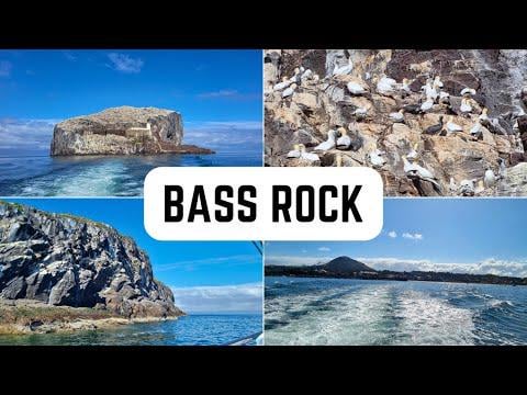 Exploring the world's largest gannet community on a boat trip to Bass Rock from North Berwick near Edinburgh