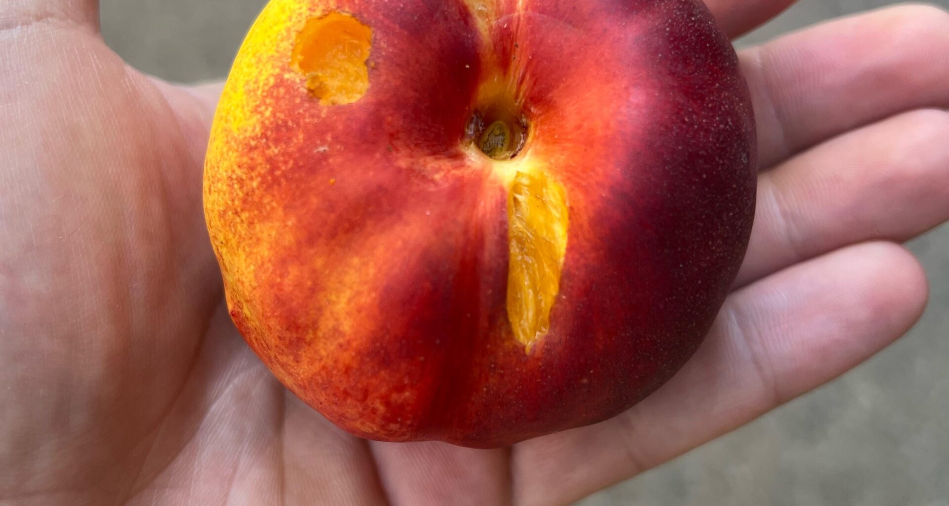 Was knabbert an meinen Nektarinen?