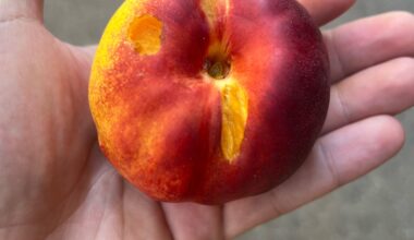 Was knabbert an meinen Nektarinen?