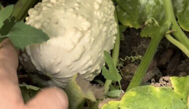 Zierkürbis oder essbar?