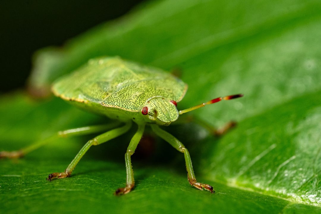 Kleine Makrorunde im Wald