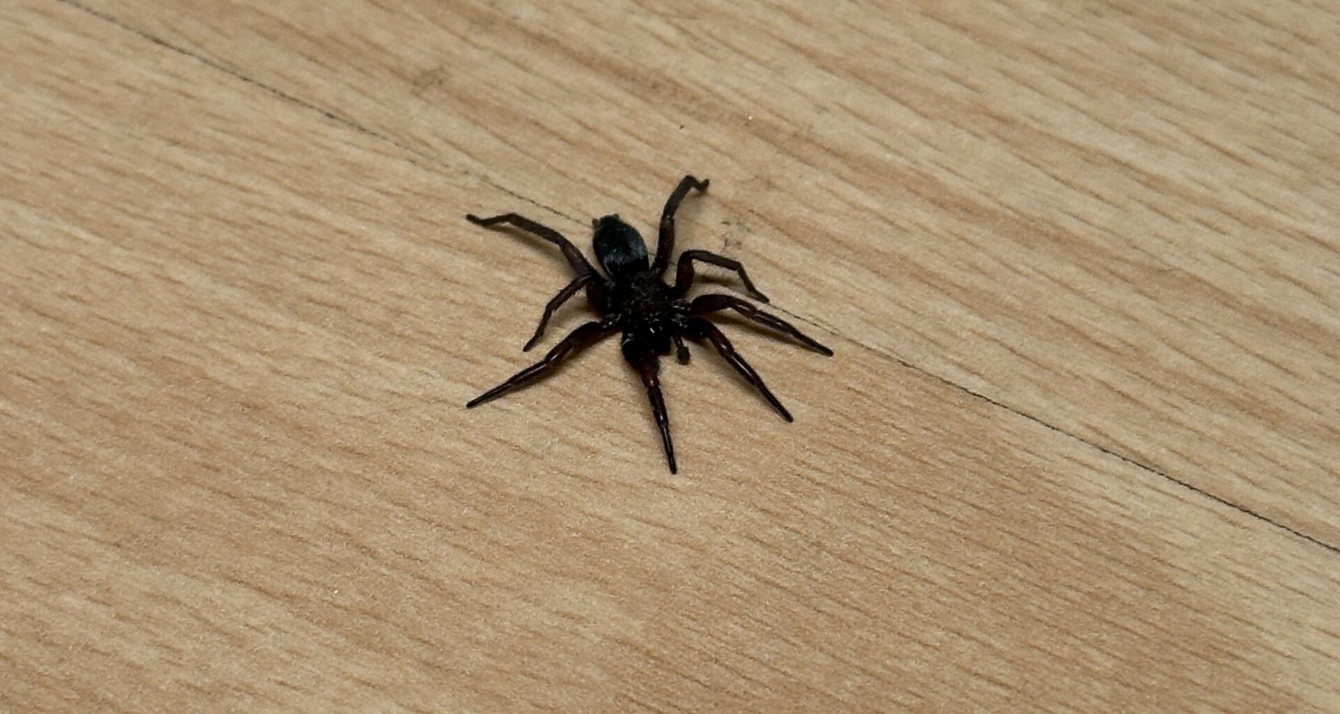 Um welche Spinne handelt es sich hier?