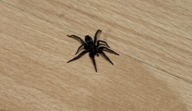 Um welche Spinne handelt es sich hier?