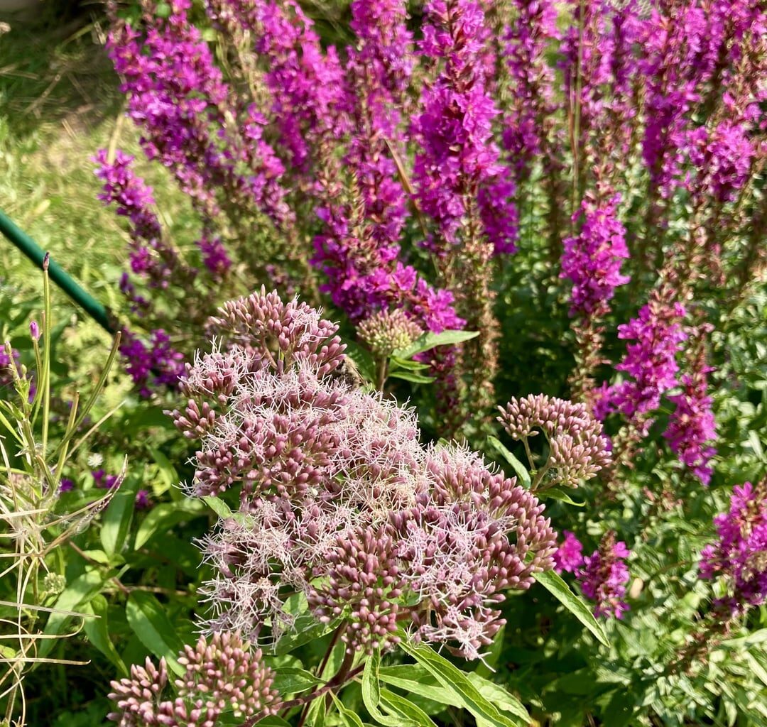 Heimische Wildpflanzen