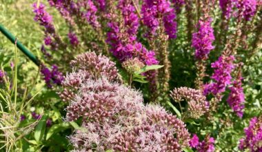 Heimische Wildpflanzen