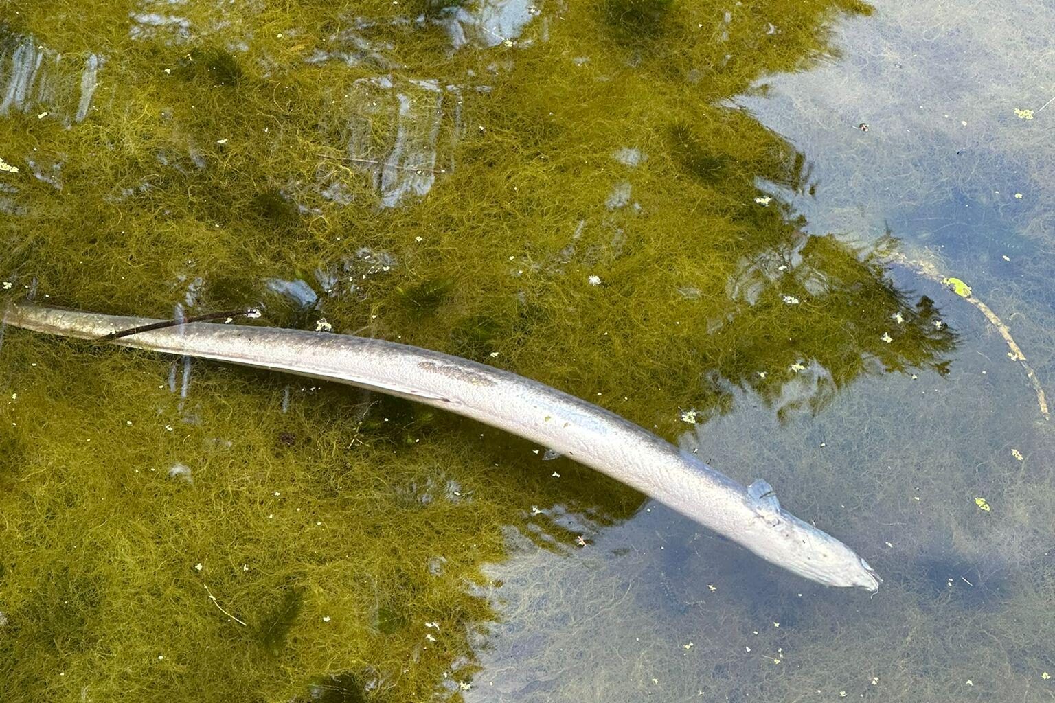 Dead eel in Regent's Canal