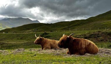 Some cute highland coos…