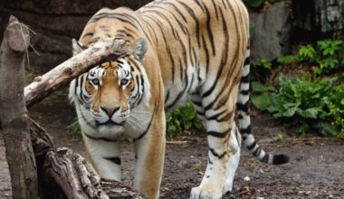 Denmark zoo asks people to donate their small pets as food for captive predators