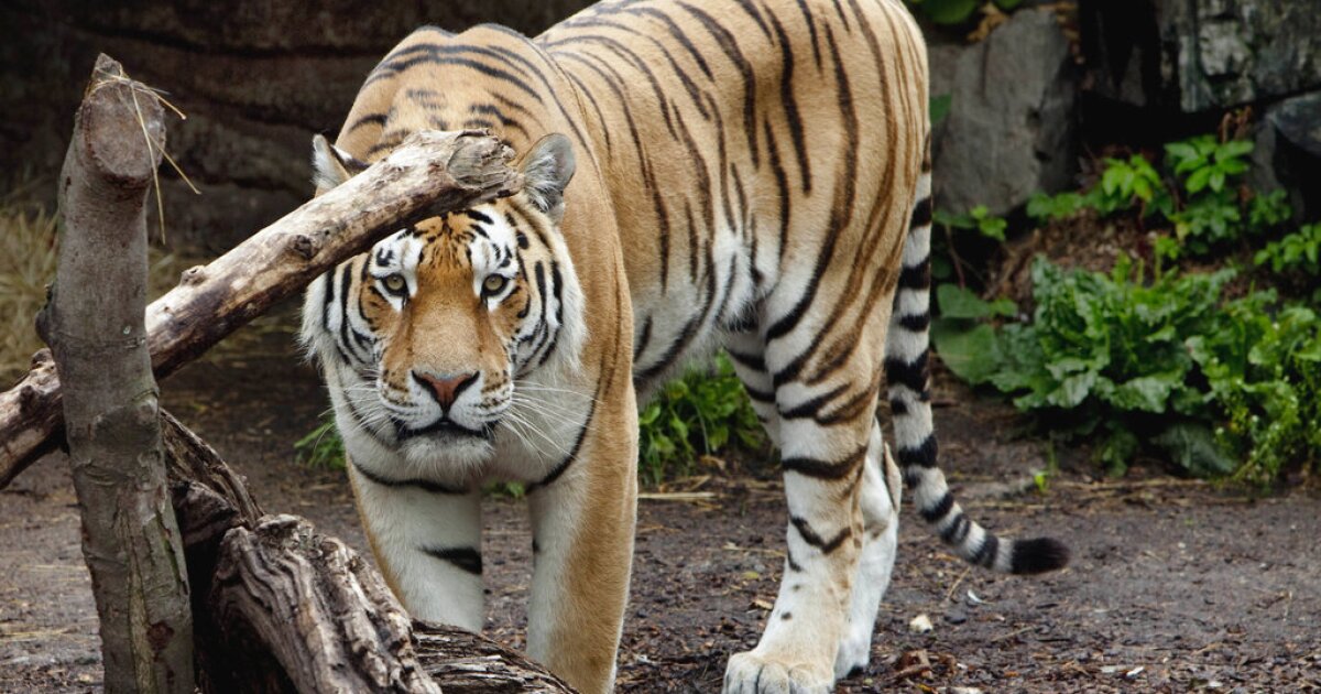 Denmark zoo asks people to donate their small pets as food for captive predators